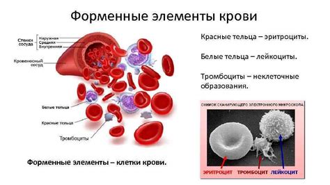 Элементы форменных частей крови