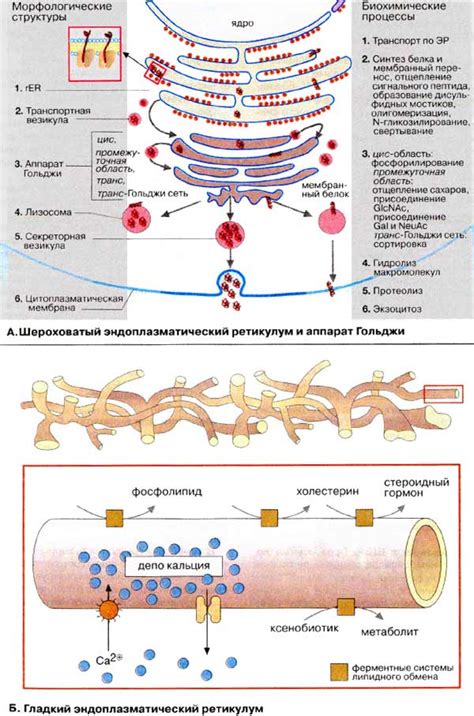 Эндоплазматическое ретикулум и аппарат Гольджи