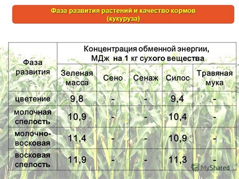 Энергетическая ценность кормов для свиней