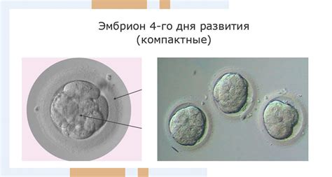 Энергетические потребности эмбриона 8б на третий день