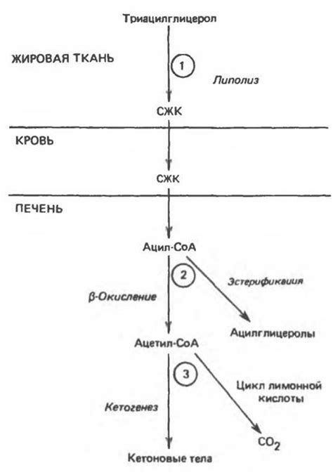 Эстерификация жирных кислот