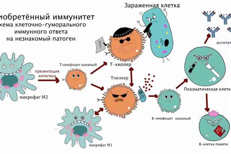 Эстрогены и иммунная система