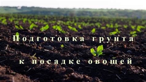 Этапы предобработки овощей