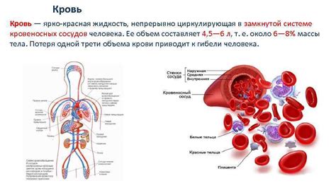 Этапы процесса попадания молока в кровь