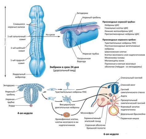Этапы развития краевой вуали нервной трубки