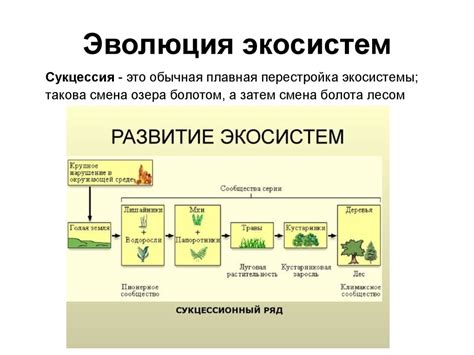 Этапы развития экосистемы