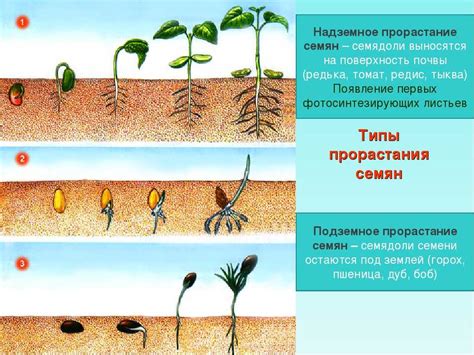 Этапы сертификации семян