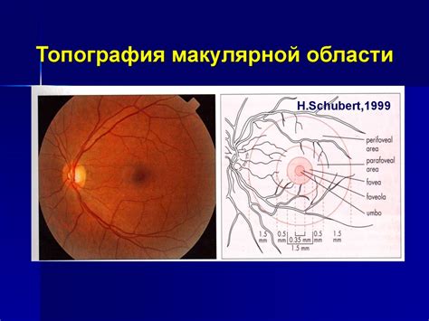 Эффективное лечение макулярной области рефлекса: современные методы и подходы