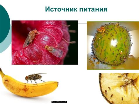 Эффективные методы борьбы с зелеными мухами