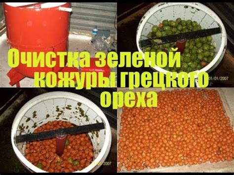 Эффективные методы очистки грецкого ореха