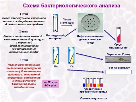 Эхоскопия как метод исследования глаза