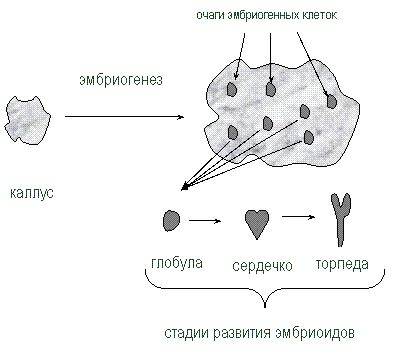  Влияние биологического синтеза на морфогенез 