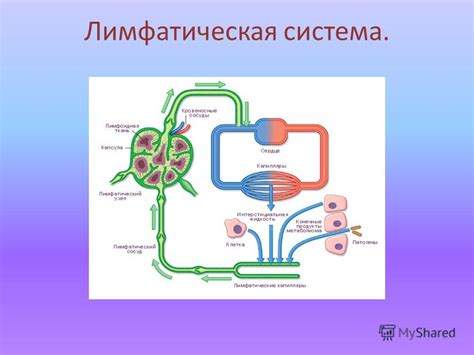  Воздействие на венозную систему 