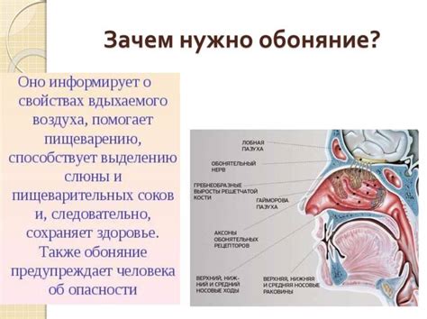  Воздействие отсутствия обоняния на организм 