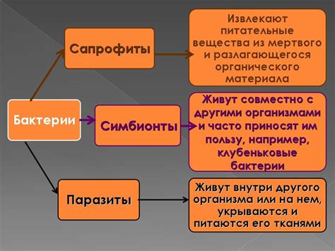  Вредные бактерии и возможные инфекции 