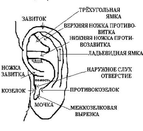  Гигиена ушей и прыщи на мочке уха 