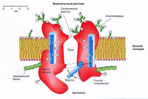  Ионные каналы и управление проницаемостью 