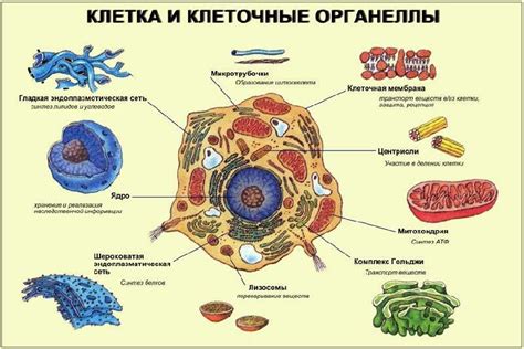  Мембраны и органеллы клетки 