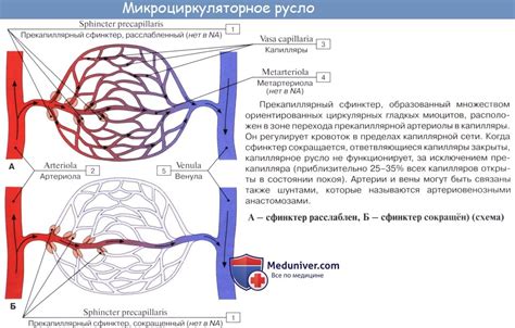  Слабая микроциркуляция крови 