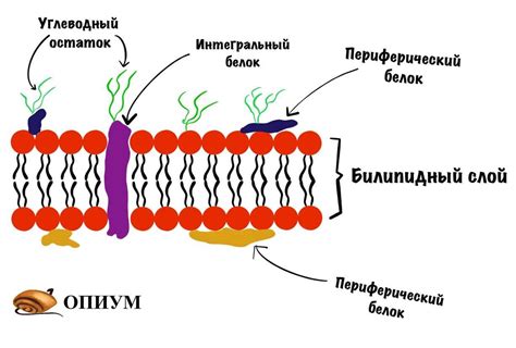  Структура клеточной мембраны 