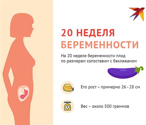  Что происходит на 20 неделе беременности? 