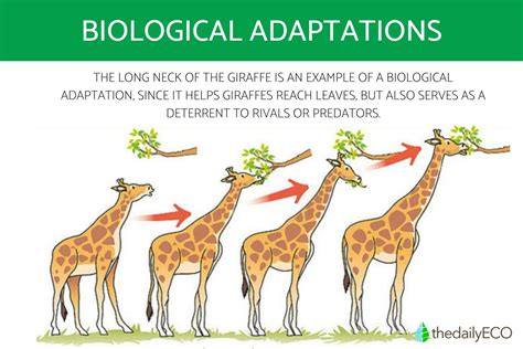 Adaptations and Variations