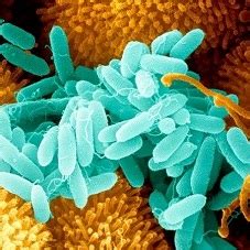 Pseudomonas aeruginosa: природа, симптомы и методы лечения