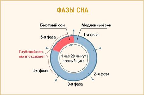 REM-фаза и изменение температуры