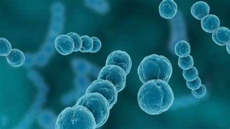 Streptococcus mitis: определение и патогенные свойства