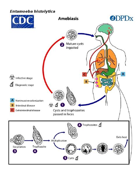 Trichomonas spp: особенности и методы лечения